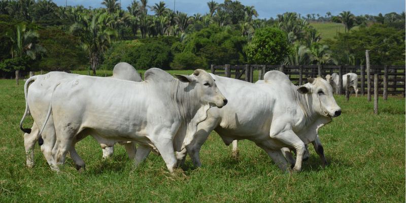 Na foto, dois bois brancos estão pastando num campo verde, cercados por árvores. 