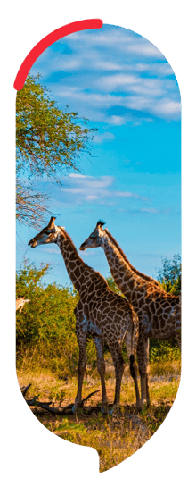 Sudafrica