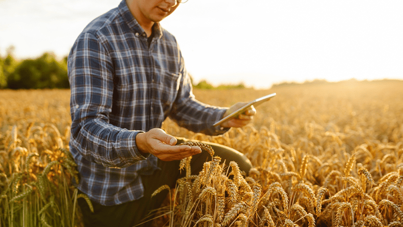 Un agricultor analizando la cosecha en base a las semillas genéricas